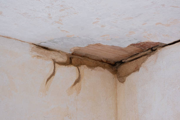 Best Mold removal after water damage  in Shenandoah Junction, WV